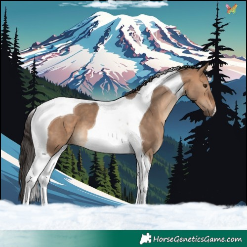 Horse Color:Bay Dun Tobiano