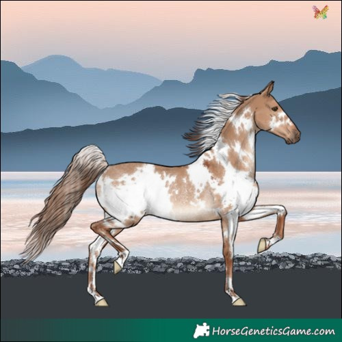 Horse Color:White Spotted Red Dun Rabicano 