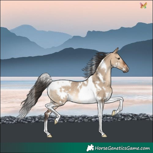 Horse Color:White Spotted Bay Dun Tobiano Rabicano 