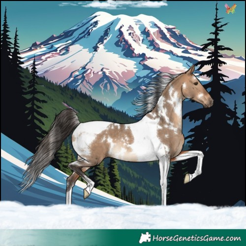 Horse Color:White Spotted Bay Dun Tobiano Rabicano 