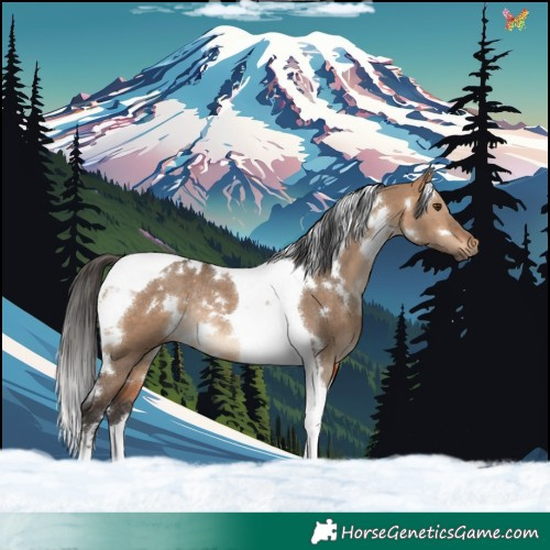 Horse Color:White Spotted Bay Dun Tobiano Rabicano