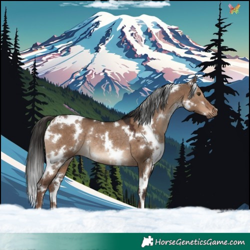 Horse Color:White Spotted Liver Red Dun Rabicano