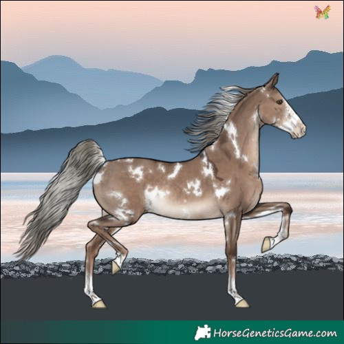 Horse Color:White Spotted Liver Red Dun Mushroom Sabino Rabicano 