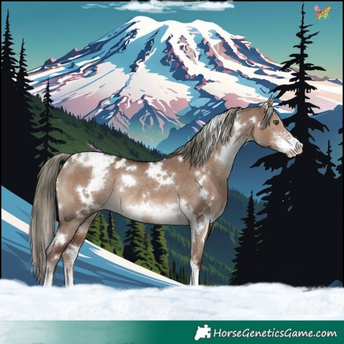 Horse Color:White Spotted Liver Red Dun Mushroom Sabino Appaloosa Rabicano