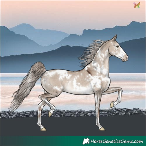Horse Color:White Spotted Liver Red Dun Mushroom Sabino Rabicano