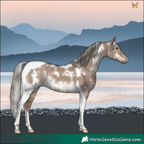 Horse Color:White Spotted Liver Red Dun Mushroom Tobiano