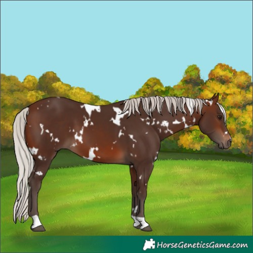 Horse Color:White Spotted Silver Brown