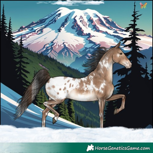 Horse Color:White Spotted Liver Red Dun Appaloosa Rabicano 