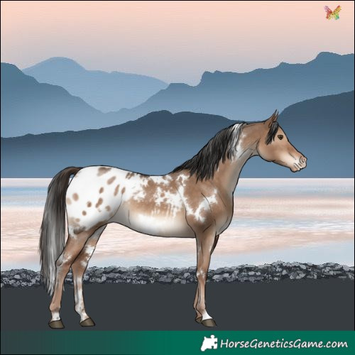 Horse Color:White Spotted Liver Red Dun Blanket Rabicano 