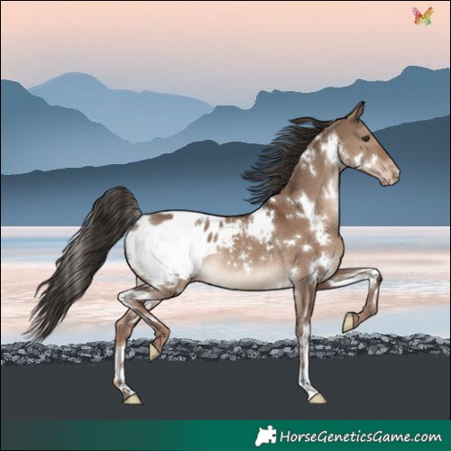 Horse Color:White Spotted Liver Red Dun Blanket Rabicano