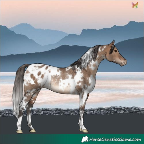 Horse Color:White Spotted Brown Dun Blanket Rabicano