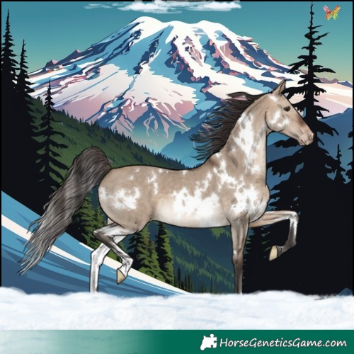 Horse Color:White Spotted Bay Dun Appaloosa 