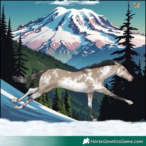 Horse Color:White Spotted Bay Dun Blanket 