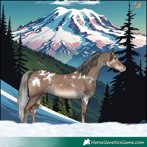 Horse Color:White Spotted Liver Red Dun Mushroom Appaloosa 