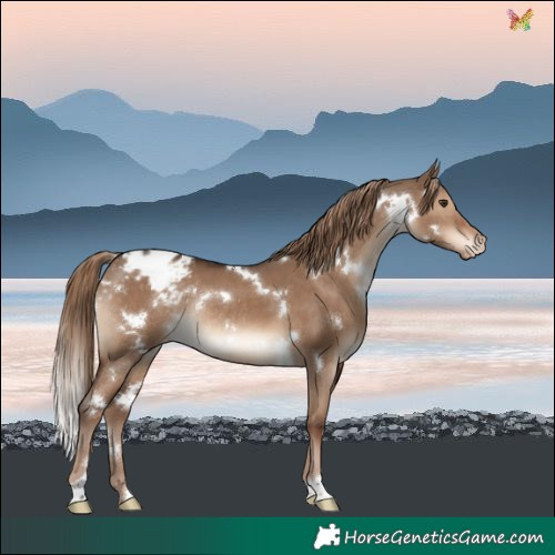 Horse Color:White Spotted Liver Red Dun Blanket Rabicano