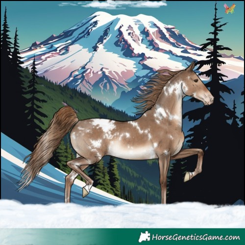 Horse Color:White Spotted Liver Red Dun Appaloosa Rabicano
