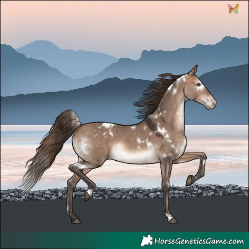 Horse Color:White Spotted Bay Dun Mushroom Blanket Rabicano 