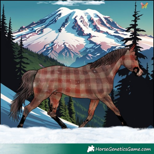 Horse Color:Void Plaid  Bay Sabino Splash Appaloosa 