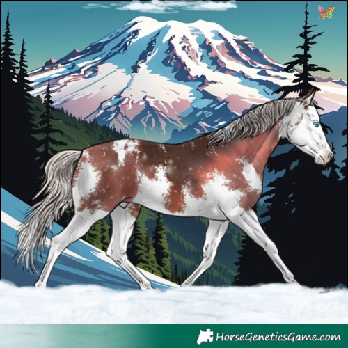 Horse Color:Silver Brown Sabino Splash Appaloosa