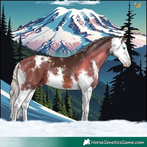 Horse Color:Silver Brown Sabino Splash Appaloosa