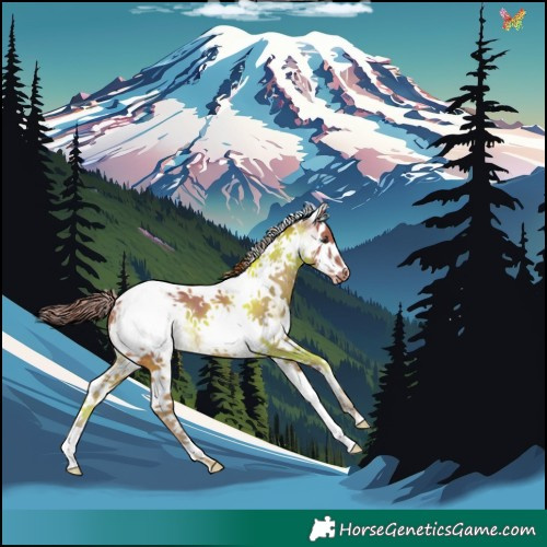 Horse Color:White Spotted Chestnut Splash Tobiano Appaloosa