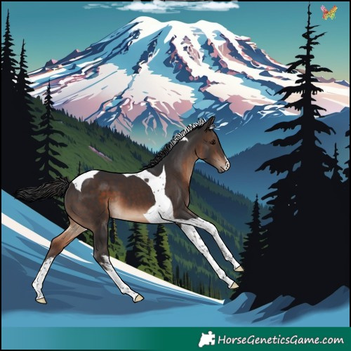 Horse Color:White Spotted Brown Tobiano 