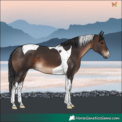 Horse Color:White Spotted Brown Tobiano