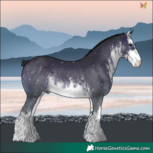 Horse Color:White Spotted Brown