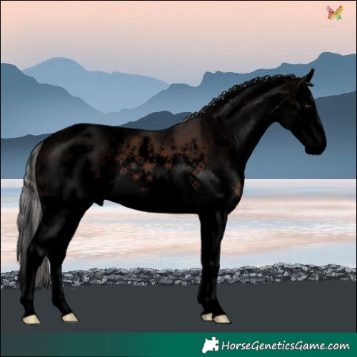 Horse Color:Void White Spotted Silver Brown Splash