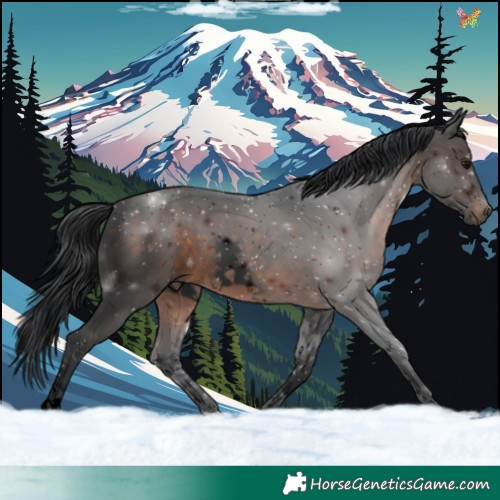 Horse Color:Void White Spotted Brown
