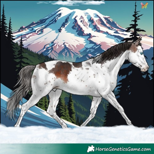 Horse Color:Brown Splash Tobiano Rabicano