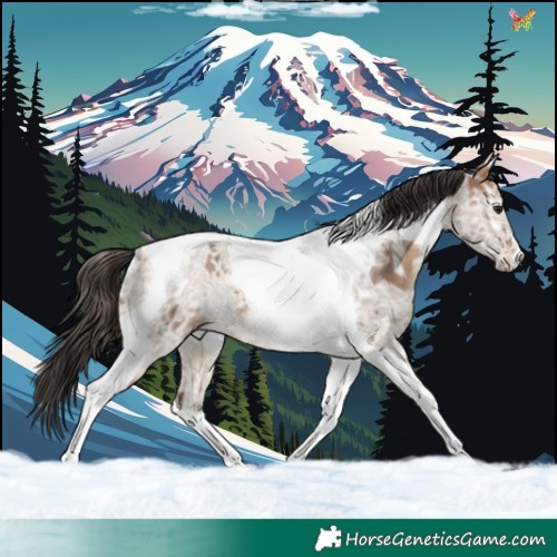 Horse Color:Brown Ice Dun Tobiano Rabicano 