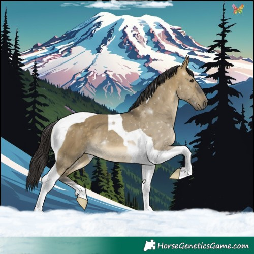 Horse Color:Buckskin Dun Tobiano