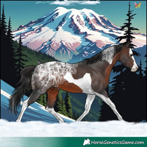 Horse Color:Brown Ice Splash Tobiano