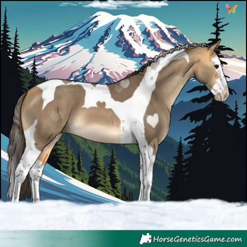 Horse Color:Buckskin Dun Splash Tobiano 