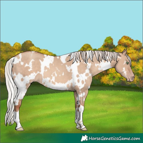 Horse Color:White Spotted Silver Sable Champagne Dun