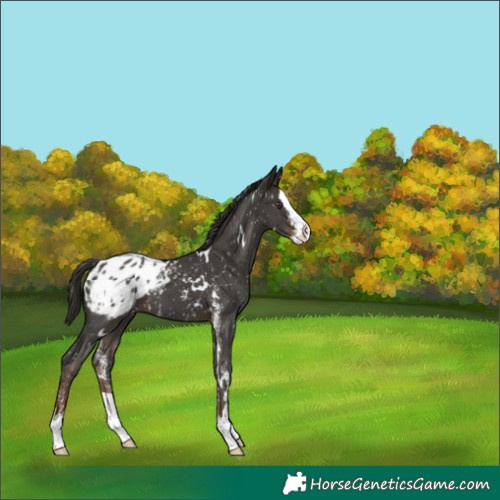 Horse Color:Unknown 