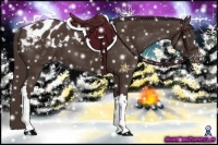 Horse Color:Liver Chestnut Appaloosa 