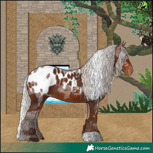 Horse Color:Silver Bay Merle Appaloosa