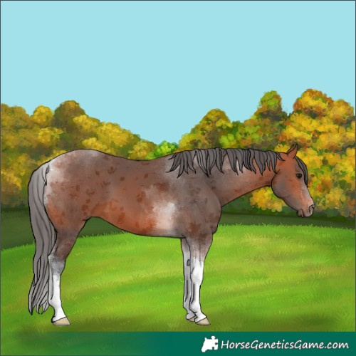 Horse Color:Bay Merle Tobiano