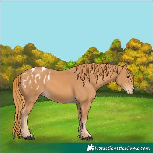 Horse Color:Chestnut Appaloosa