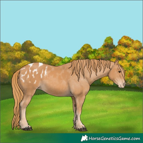 Horse Color:Chestnut Blanket 
