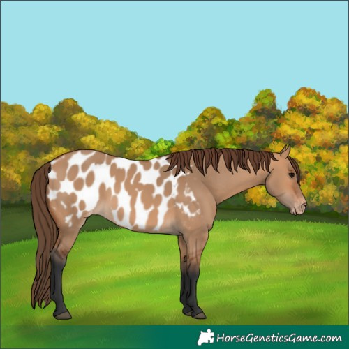 Horse Color:Bay Dun Near Leopard 