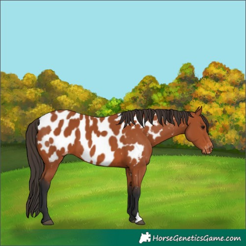 Horse Color:Bay Appaloosa 