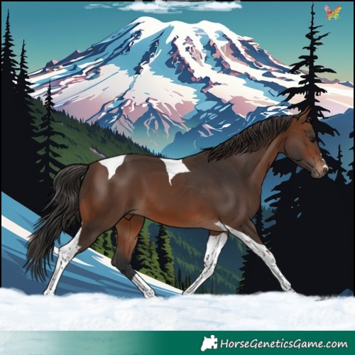 Horse Color:Brown Tobiano 