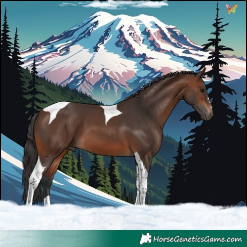 Horse Color:Brown Tobiano 