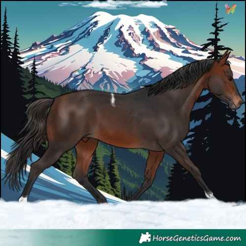 Horse Color:Bay Tobiano