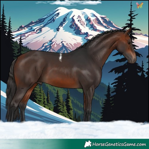 Horse Color:Bay Tobiano 