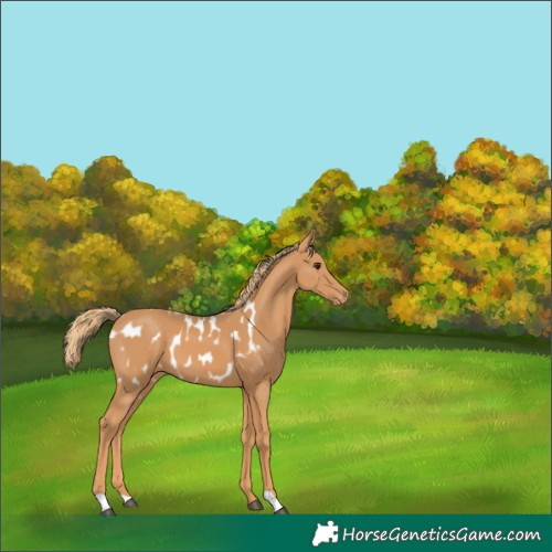 Horse Color:Chestnut Appaloosa