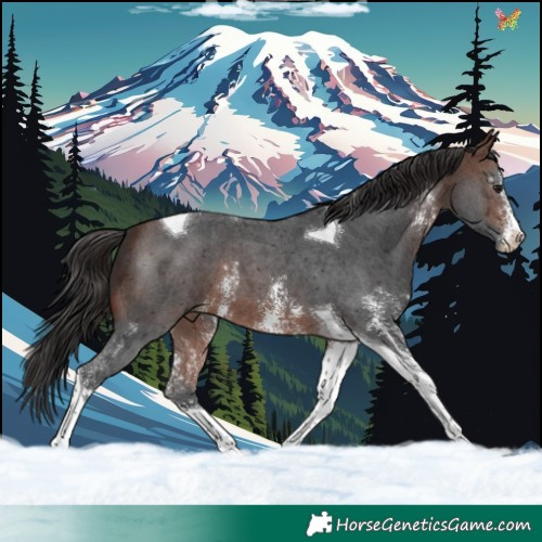 Horse Color:Brown Sabino Tobiano 